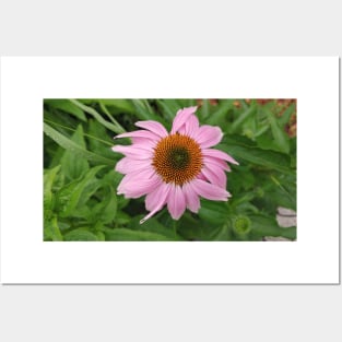 Echinacea Posters and Art